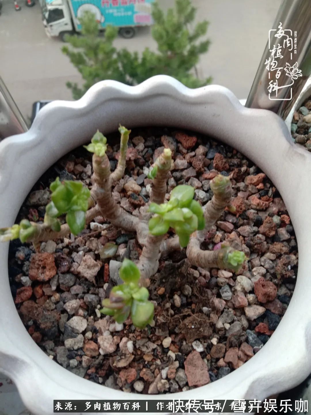 红稚莲|多肉度个夏,回到解放前!曾经有多美,现在就有多丑!