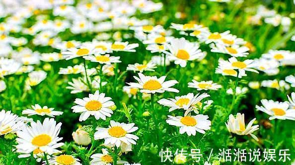 植物|5种普通的植物,开花“惊艳”,年年开花,非常好养,你喜欢吗