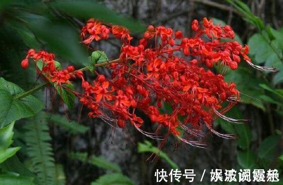 喜欢花不妨养“它”最有“风情”的花,诗人将这花称“状元红”