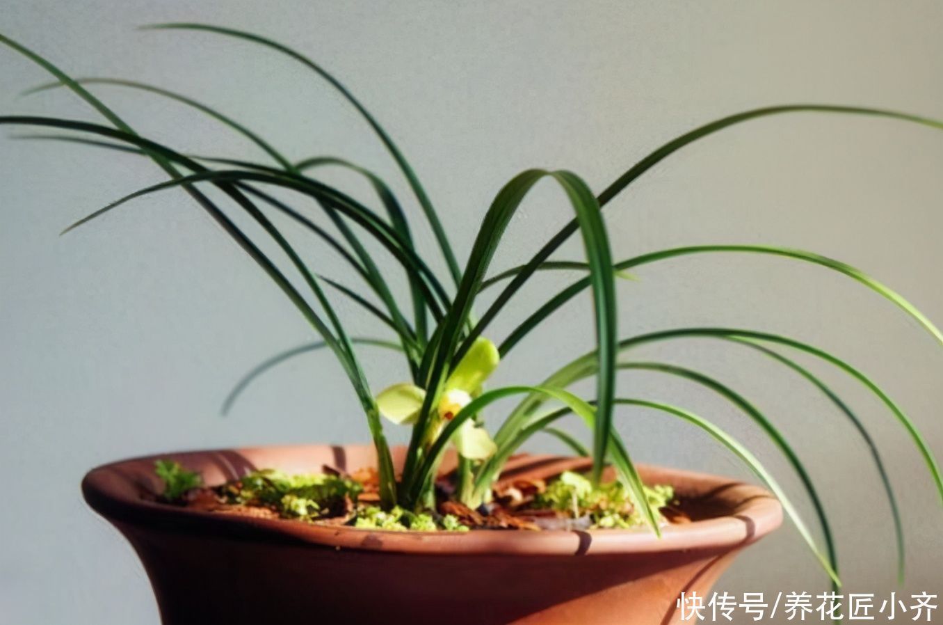 肥料|家里兰花不开花怎么办？想要年年有花赏，这2点必须做好