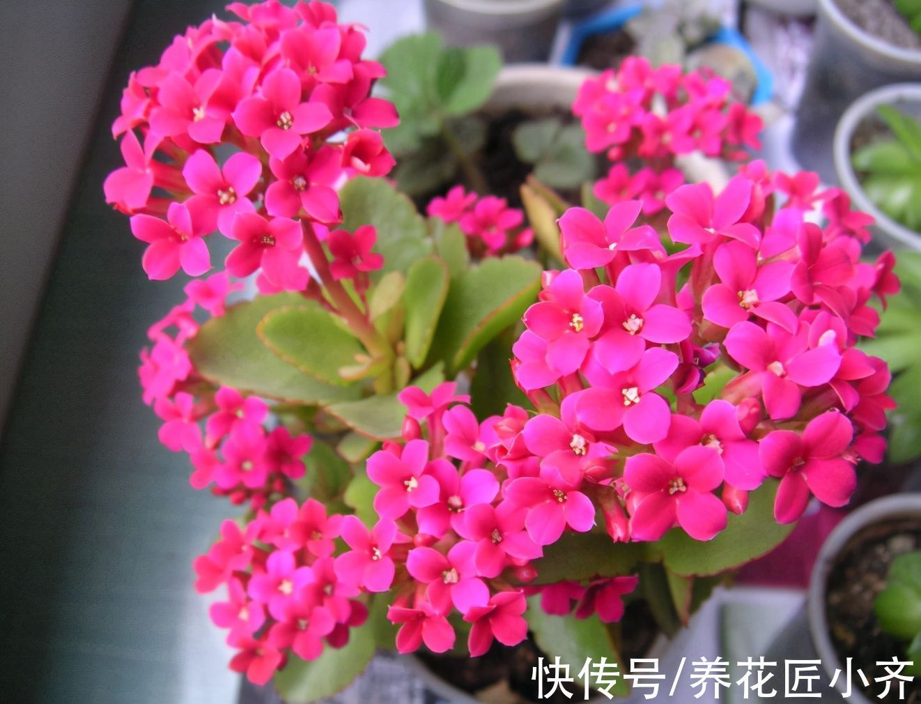 长寿花叶片发软不精神,原因有2个,无论哪个都不行,赶紧救治