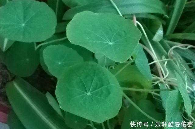 金丝荷叶花。不开花,看叶子也挺好看的