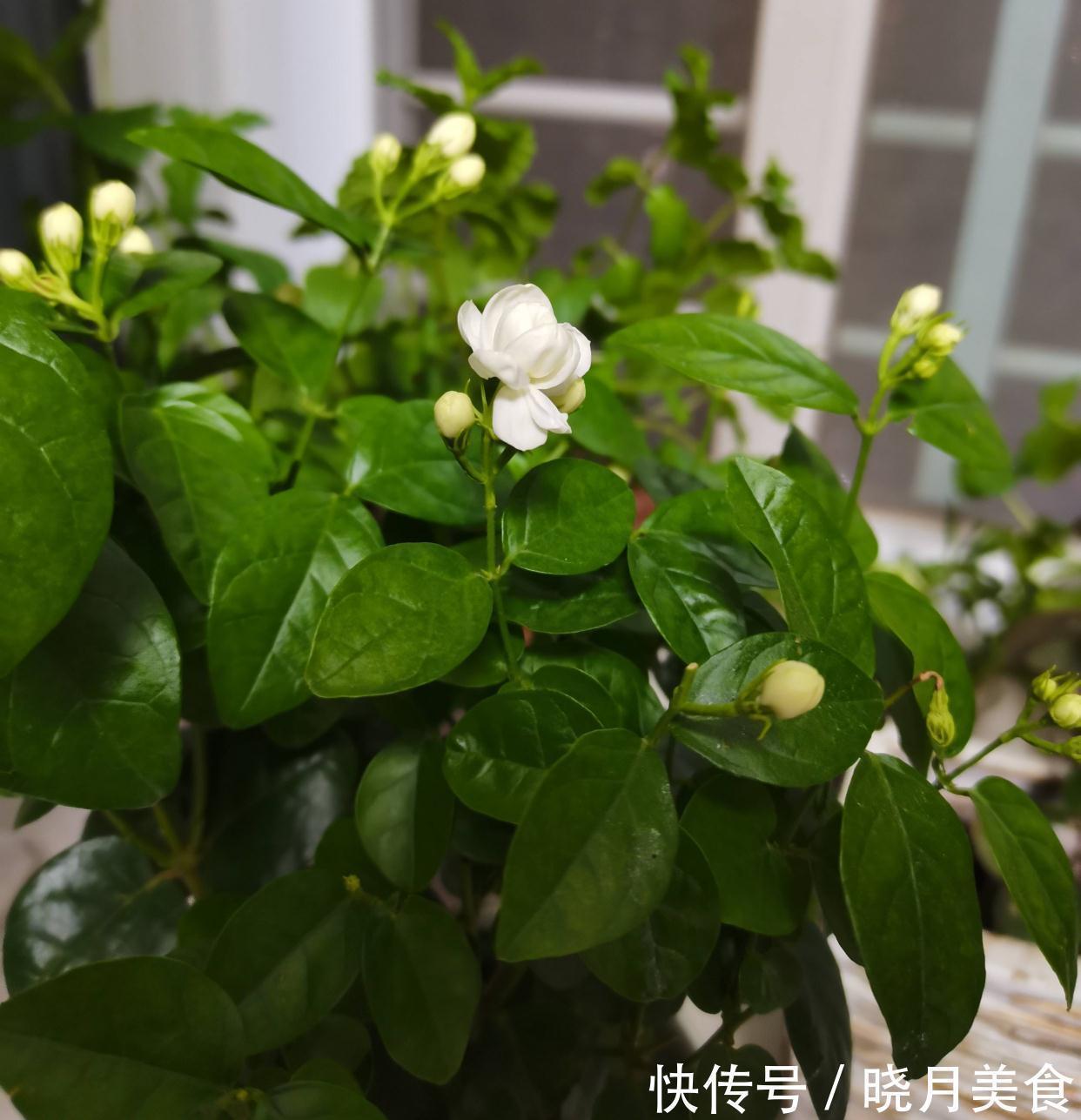 怎样让茉莉开花多?3个细节记住,花量增大、花香型美、灿烂盛开