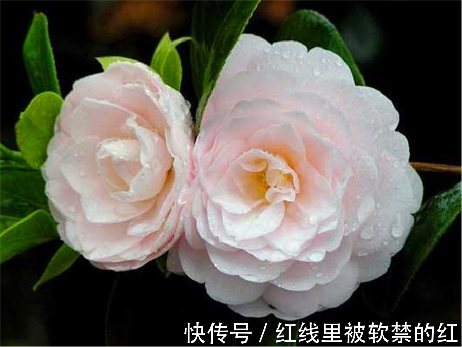 秋天养茶花,紧抓4个要点,花苞长满枝头,冬天轻松开爆盆