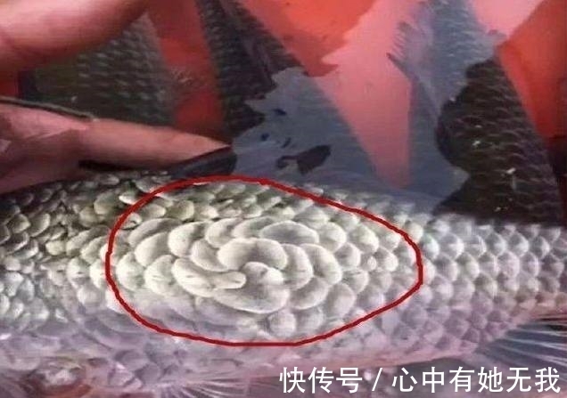 放生|小伙河边钓鱼,发现钓上的鱼不对劲,小伙瞧了一下鱼鳞,赶快放生