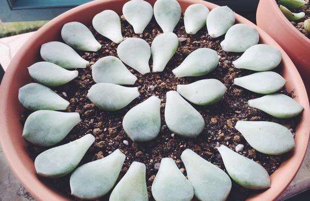 花头|养多肉''一头切'',一盆变多盆,盆盆爆满,操作简单还有效