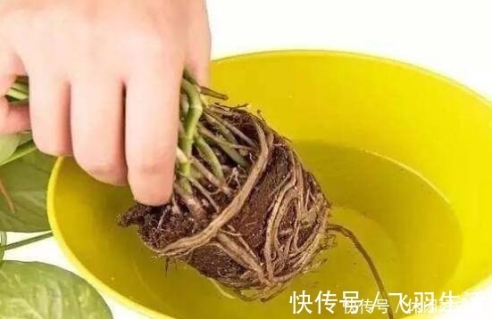 绿萝|这4种花 剪一段枝条丢水里就生根 家中绿意盎然!
