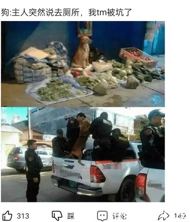 |搞笑神回复：你们省的健康码叫？