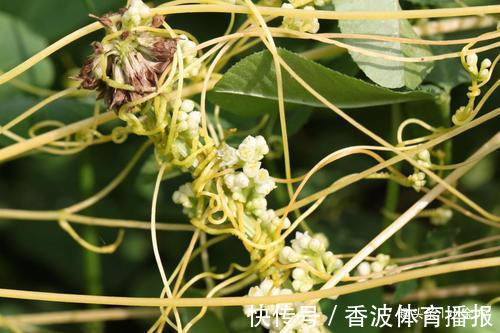 禀清芳|鬼斧神工的中药方子，简单3味药，泡水喝脾、肾同补！