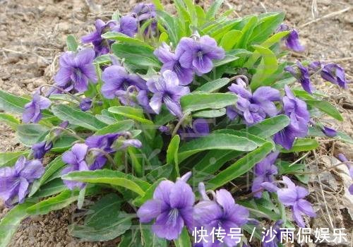 这花是神话里的美女变的,却在荒地里到处长,挖回家有大作用!