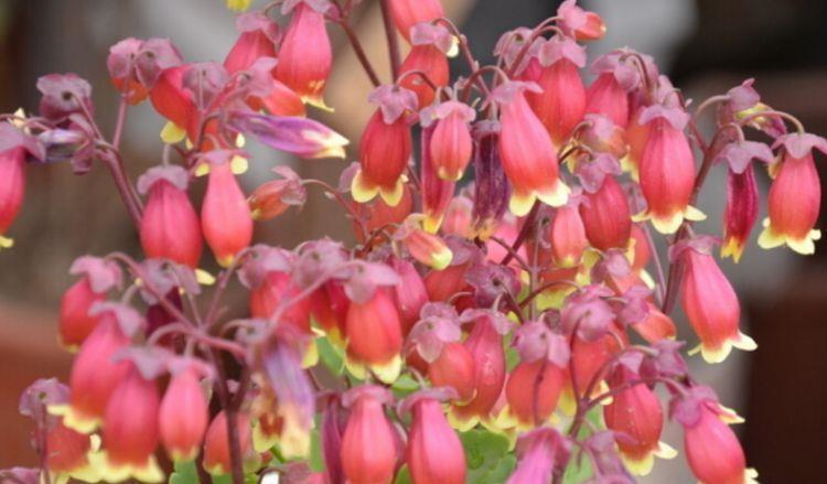 家里就养“4种花”,从年头“香”到年尾,芳香四溢,年年长势旺