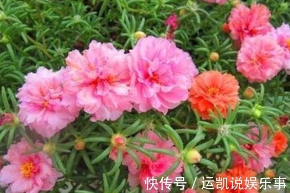 最漂亮的5种花,还特别好养,一开就是100朵,轻松养爆盆!