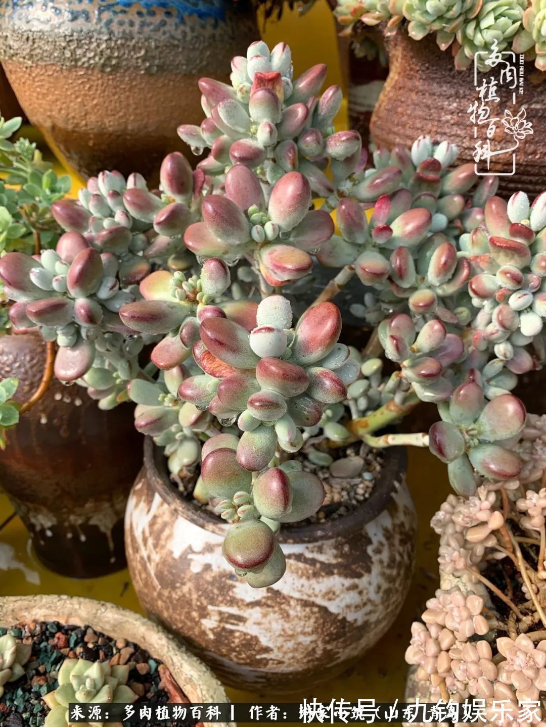 多肉住进暖棚,坦然越冬,放肆浇水,这个冬天有点甜!