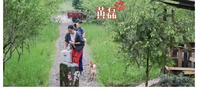 何炅|直呼黄磊大名，喊何炅为老太太，《向往5》迎开播以来最大牌嘉宾