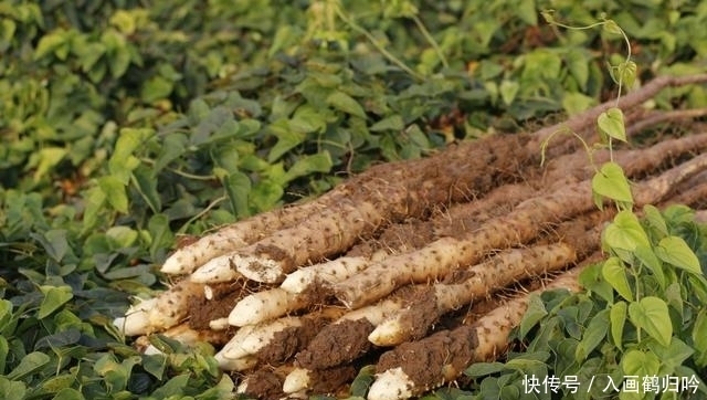 真假|市面上98%的垆土铁棍山药都是李鬼?教你一招识别真假垆土山药