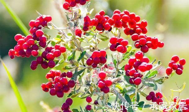 毒素|女性40岁后多吃“排毒果”,排出毒素、软化血管,美白淡斑抗皱纹