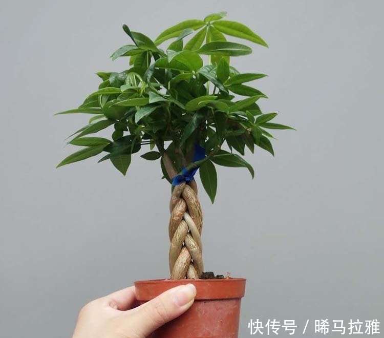 风油精|奶奶种的盆栽从来不长虫,她教我浇水时兑点它,太实用了