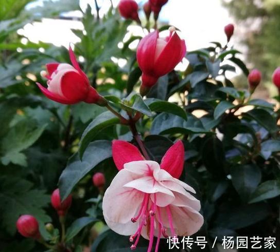 倒挂金钟注意4事项，做对了年年开花花爆盆