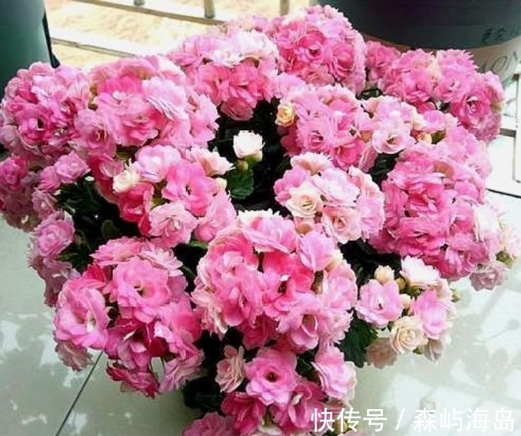 映山红|4种高颜值“网红花”,花美色艳,一言不合就爆盆,你一定喜欢