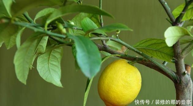柠檬|盆栽柠檬只开花不结果,试试这样处理,30天就能结出小柠檬