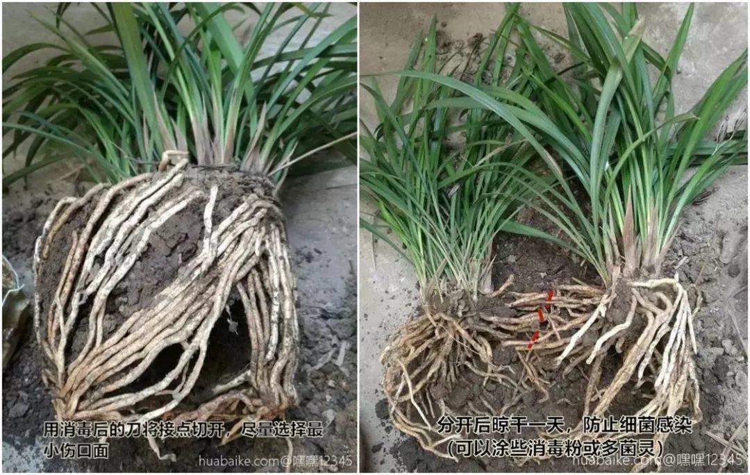 秋天给花铲一锹，一盆变五盆，根本不用扦插！