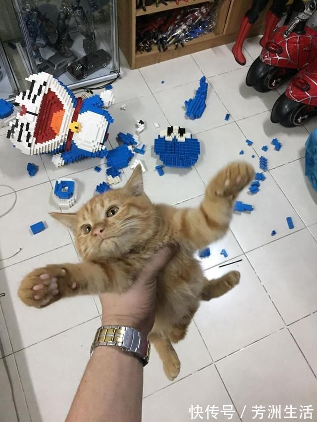 小哥|小猫调皮弄坏哆啦A梦大型积木怎么办?网友出招:把他变成机器猫