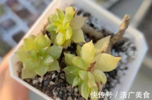 温度2℃到14℃多肉还能继续放在室外露养吗？可以，但要注意这几个要点