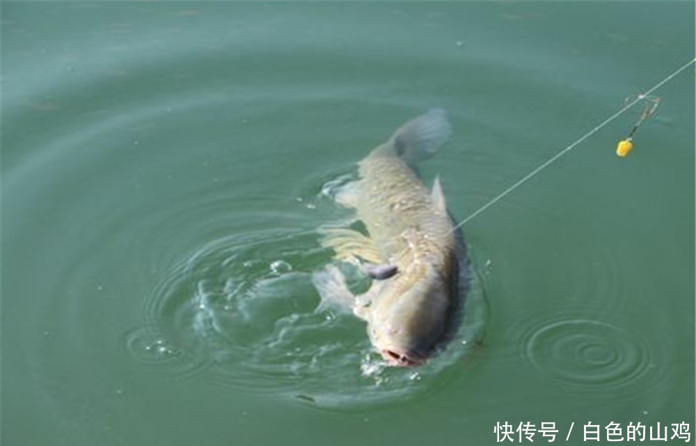 技巧|钓鱼技巧:鱼钩有宽门、长柄之分,在野钓中应该如何选择?