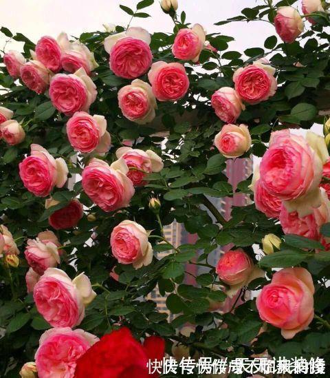 阳台庭院养上三种花，风景美如画，天天置身于花海里