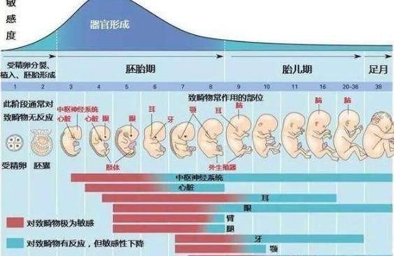 孕妈|胎宝待在妈妈肚子里10个月，但只在这3周发育智力，孕妈别错过