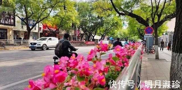 花期|一年四季都开花的八大名花,常年花开不断,养花人怎能不喜欢!