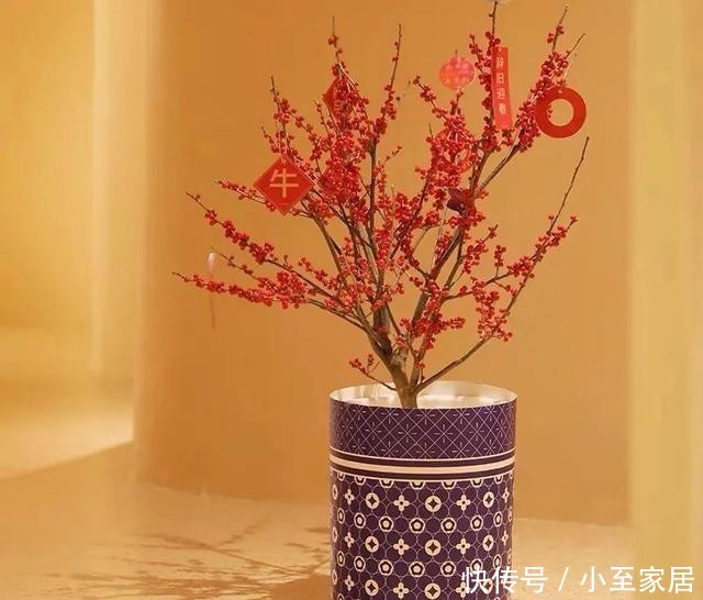 观赏价值|适合冬天养的12种花,家里养几盆,生机盎然,美如仙境!