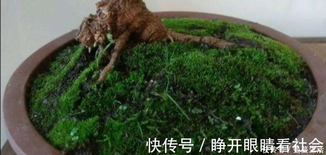 2种简单的方法,让盆景里长出绿油油的苔藓,漂亮又美观