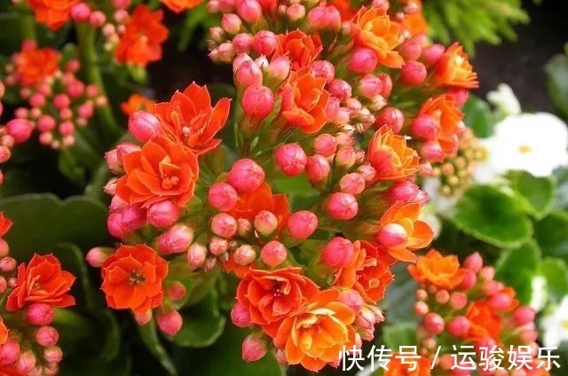 花朵|长寿花的花朵凋谢之后要怎么处理,来年才更好开花呢