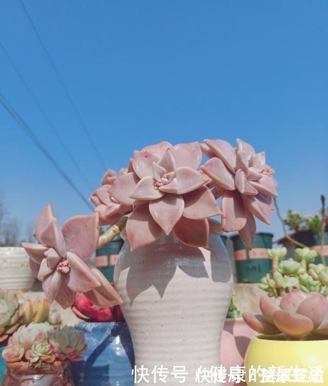 春天养多肉,半个月就变成“胖墩子”,叶子又肥又圆!