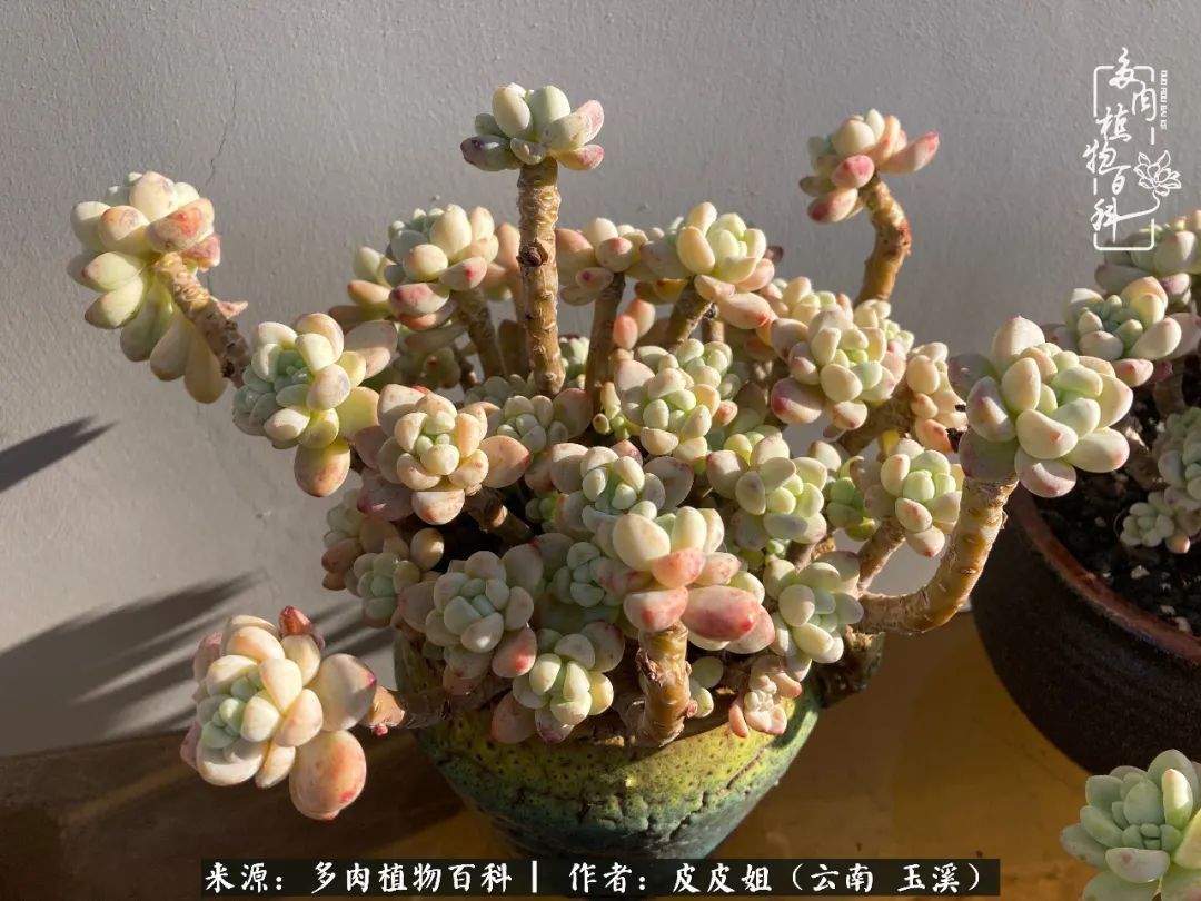 秋黄|柴米油盐的日子,养几盆多肉吧,为生活添几抹色彩!