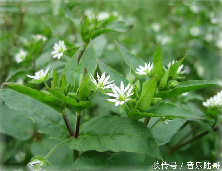 農(nóng)村常見雜草圖鑒(上)