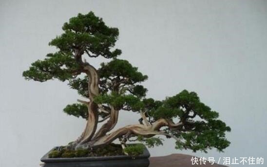 盆景十大名贵树种,你认识几种!