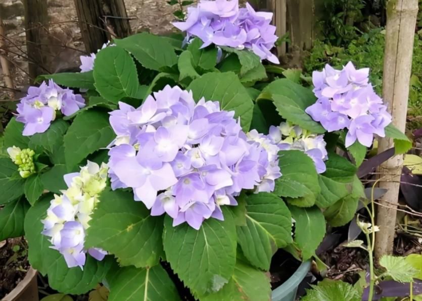 花草枝叶爱泛黄,多半是因为土壤里缺了它,浇点醋水就好