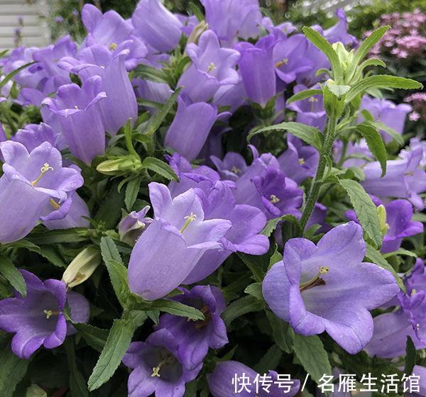 养花试试这几款,花朵像小铃铛,开花能力也是非常的强