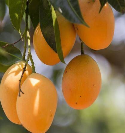 芒果|想长寿要会吃,3种食物,常吃延缓衰老,滋补身体,早吃早好
