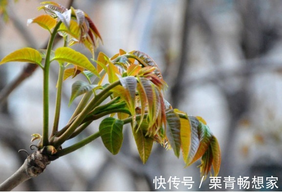 马齿苋|10种野菜辨别图,遇见了记得摘回家,再不摘点尝尝,下个月就老了