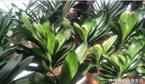 老太太|“懒养”君子兰,一年不施肥,叶片油亮,花朵娇艳,花开四季不断