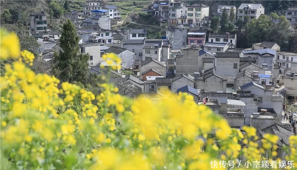 新安江畔,油菜花即将迎来最佳观赏期!