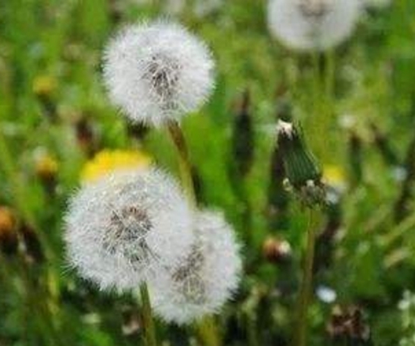 蒲公英|中医蒲公英泡水时要注意4件事,喝对了,才是“药草皇后”