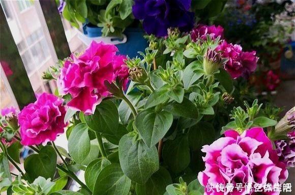漂亮|一种漂亮又好养的花,不怕热不怕晒,春夏秋3季都开花,很值得养!