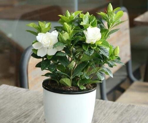 地域性|3种花再喜欢，也别轻易买，虽然很漂亮，但能“养活”的人不多