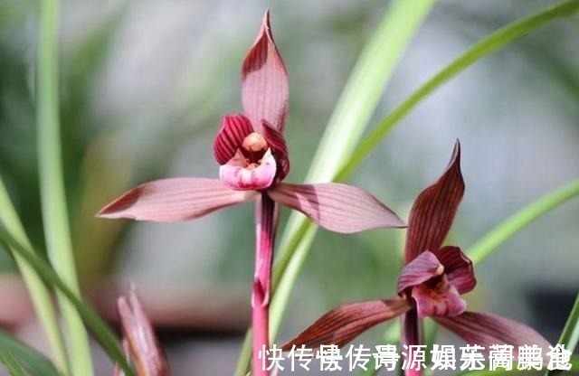 香气|这款兰花香气醇正,花姿典雅大气,喜欢闻花香的花友值得入手!