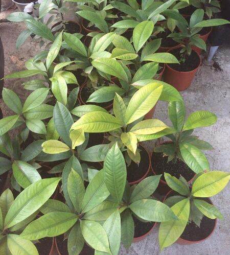 老妈把吃剩的山竹核扔盆里,不到一个月,竟长出一株这样的盆栽!