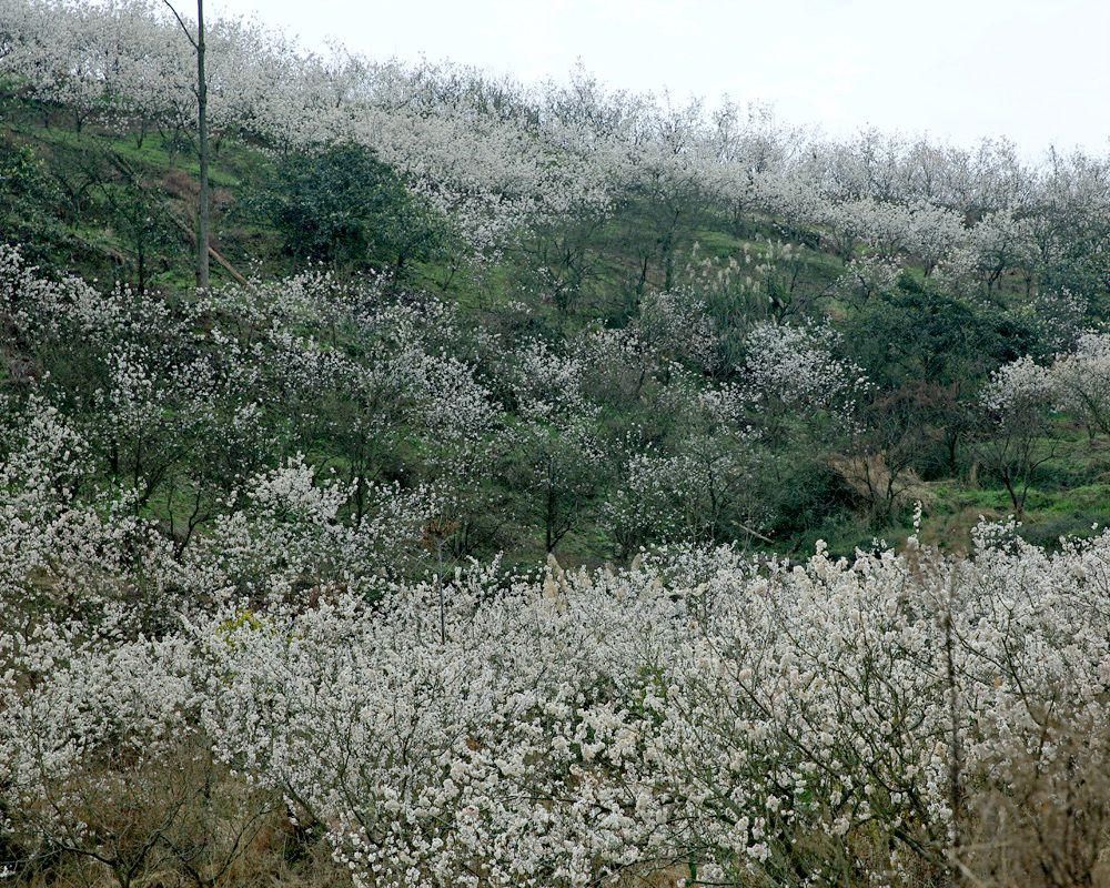 邂逅|“樱桃千万枝，照耀如雪天”——重庆璧山区八塘赏樱桃花